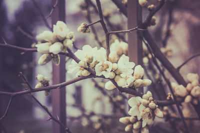 Close-up of cherry blossoms in spring