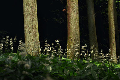 Close-up of plants growing on field