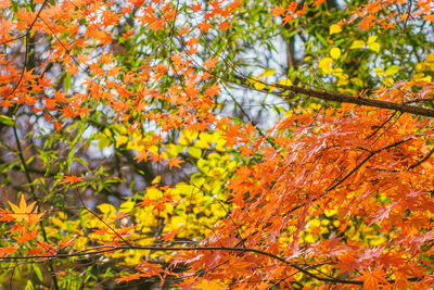 Full frame shot of autumn tree