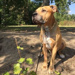 Close-up of dog sitting on field against sky