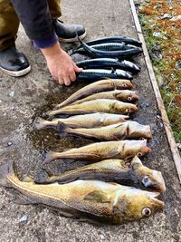 Low section of man holding fish while standing on footpath