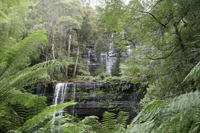 Scenic view of waterfall in forest