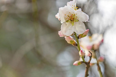 Spring flowers blooming in winter season