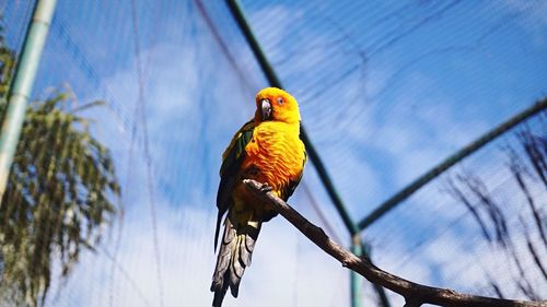 Low angle view of bird perching on branch