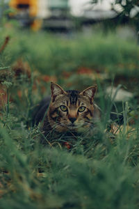 animal