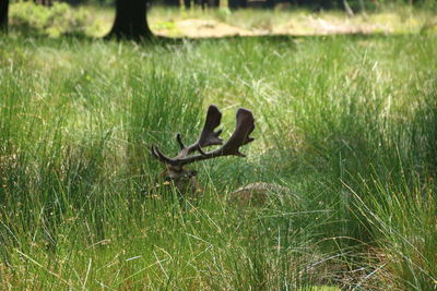 Close-up of snake on field