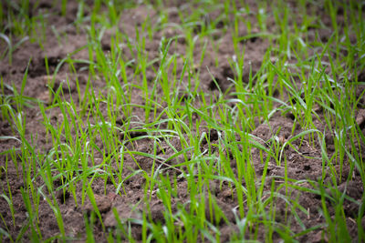 Full frame shot of grass on field