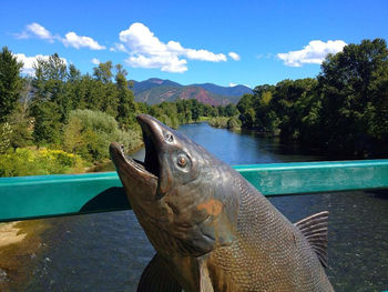 Sculpture of salmon on bridge