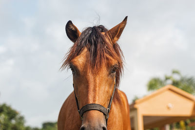 Brown horse front head portrait from puerto rico country side