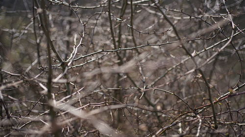 Close-up of bare tree in forest