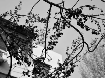 Low angle view of blooming tree against sky