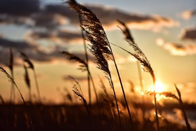 Close-up of stalks against sunset