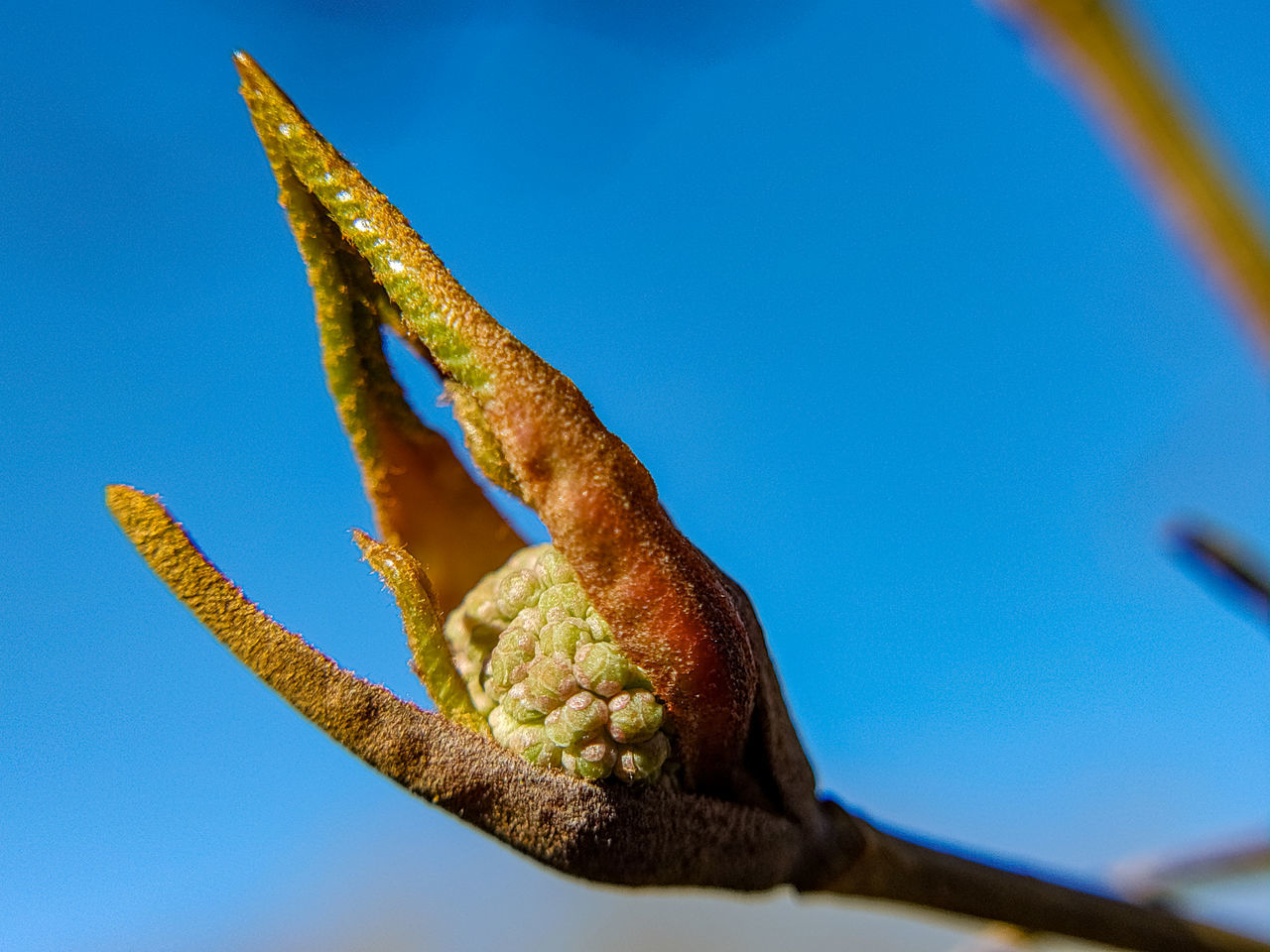 LOW ANGLE VIEW OF A LIZARD