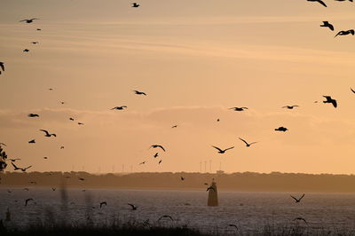 Hungry birds at dawn