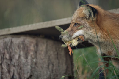 Close-up of a fox