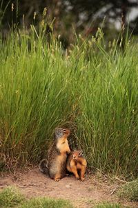 Two squirrels standing in a field