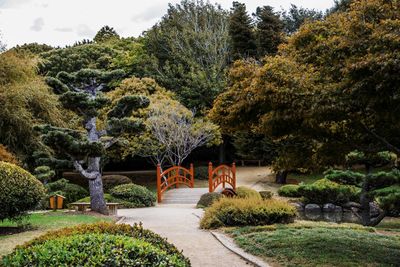 Japanese garden