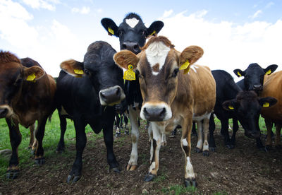 Cows standing in a field