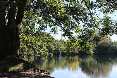 Scenic view of lake by trees in forest