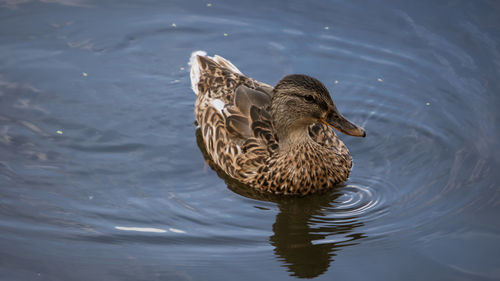High angle view of mallard duck swimming in lake