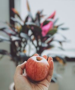 Close-up of hand holding apple indoors