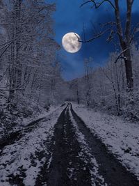 Scenic view of snow covered land and trees against sky