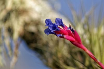 Close-up of flowers blooming outdoors