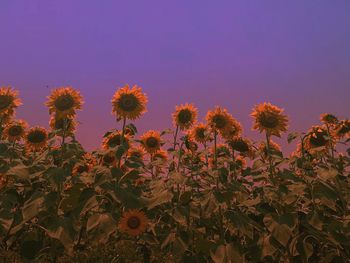 Close-up of flowering plants on field against sky