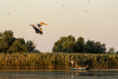 Pelican flying over lake against sky 