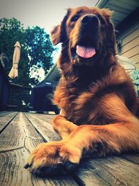 Close-up of dog sitting