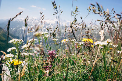 Close-up of flowering plants on field