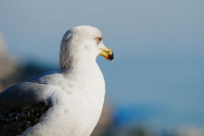 Close-up of seagull