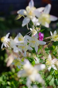 Close-up of flowers against blurred background