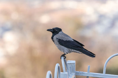 Close-up of bird perching on railing