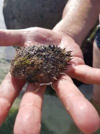 Close-up of person holding a crustacea shell in its hands