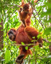 Low angle view of monkey on tree