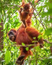 Low angle view of mama and baby orangutans on tree