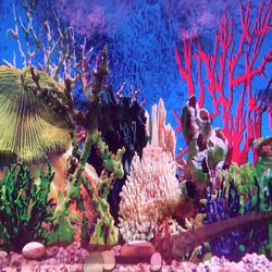 Shot of multicolored aquarium background wallpaper with corals