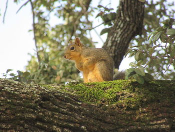 Side view of squirrel on tree