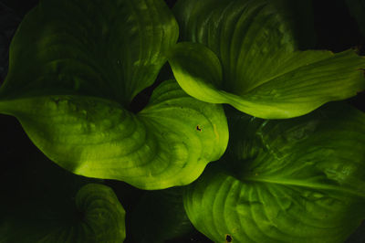 Full frame shot of green leaves