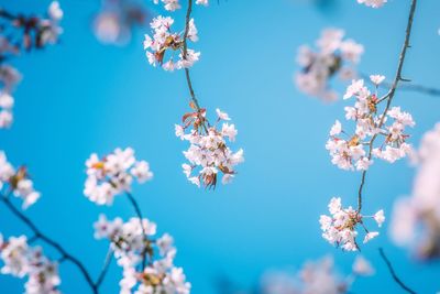 Low angle view of cherry blossoms against blue sky