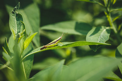 Close-up of insect on plant