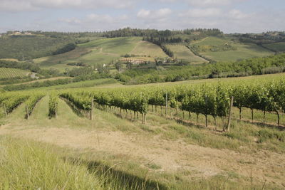 Scenic view of vineyard against sky