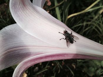 Close-up of insect on flower
