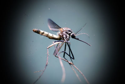 Close-up of spider