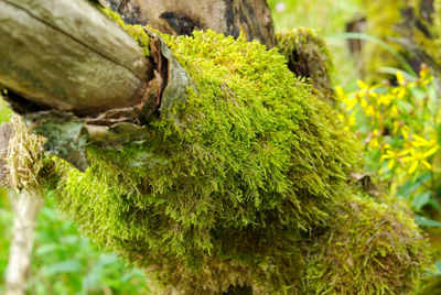 Close-up of moss growing on tree trunk