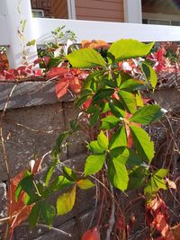 Close-up of plants growing outdoors