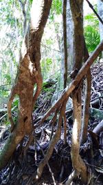 Close-up of tree trunk in forest