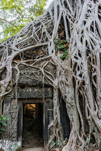 Close-up of tree roots in abandoned building