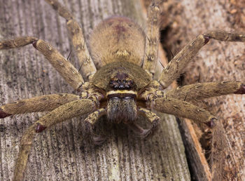 Close-up of spider